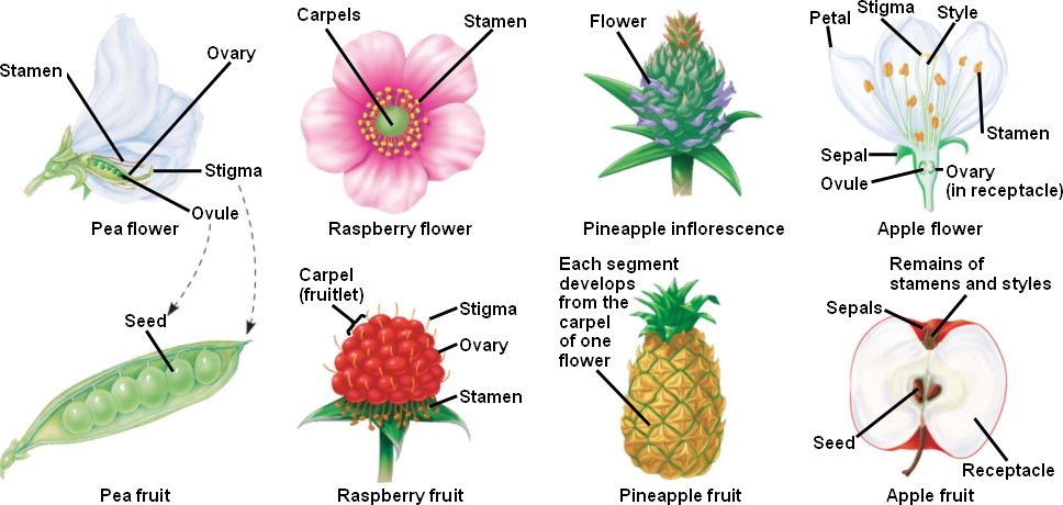 how-to-grow-multiple-different-fruits-on-one-tree-shtfpreparedness