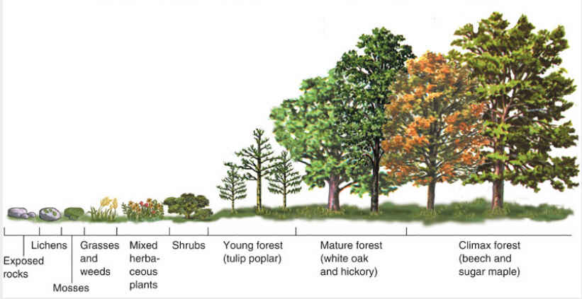 Pictures Of Ecological Succession 45